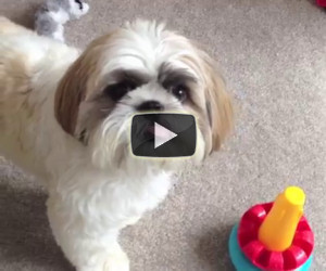 Mette un giocattolo di fronte al suo cane, la sua reazione è incredibile