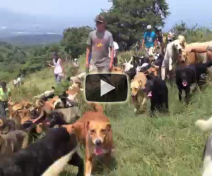 Un canile unico nel suo genere: 900 cani liberi sulla collina