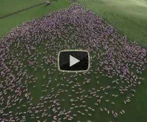 Un pastore filma il suo enorme gregge con un drone