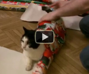 Il gatto si mette sulla carta regalo, ciò che succede dopo è esilarante
