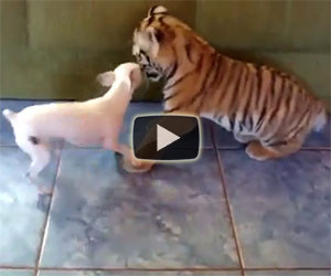 Un cucciolo di tigre gioca con un cane: guardate che dolcezza!
