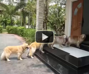 Quattro cani attendono pazienti davanti la porta, ecco perchè...