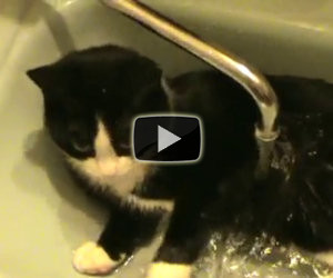 Ecco un gatto che ama fare il bagno