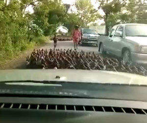 100 mila anatre percorrono una strada