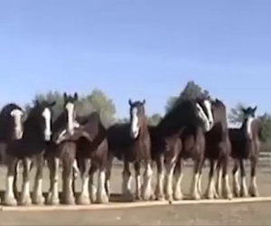 Mettono 11 cavalli in fila, ciò che succede è incredibile