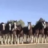 Mettono 11 cavalli in fila, ciò che succede è incredibile