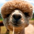 Alpaca stalker insegue un ragazzo