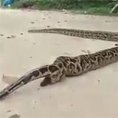 Avete mai visto un serpente fare la cacca?
