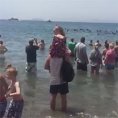 Un branco di balene spiaggiate viene salvato dai bagnanti
