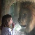 Bimba cerca di dare un bacio al leone, la sua reazione è incredibile