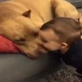 Un bimbo bacia il suo cane mentre dorme, ecco la sua reazione