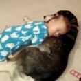 Il bimbo sta morendo di sonno, il suo cane gli fa da cuscino