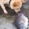 Questo cane cerca in tutti i modi di salvare un pesce