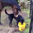 Il cane fa amicizia con un cavallo, i due diventano inseparabili