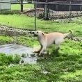 Cane fa tip tap sulla pozzanghera e si diverte un mondo