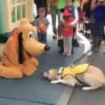 Il cane incontra Pluto a Disneyland, la sua reazione è tutta da ridere