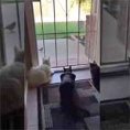 Il cane fa un agguato e terrorizza i suoi tre amici gatti