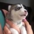 Un cucciolo di husky prova ad ululare per la prima volta