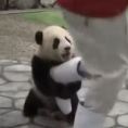 Vuole scattare una foto ai panda ma il cucciolo non lo lascia un attimo