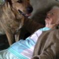 Un cucciolone mostra alla signora anziana tutto il suo amore