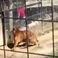 Rischia la vita per prendere il cappello nella gabbia della tigre
