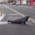 Una foca ogni giorno attraversa la strada per andare al ristorante