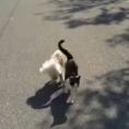 Un dolcissimo gatto guida il suo amico barboncino non vedente