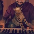 Ecco come questo gatto suona il pianoforte col suo padrone