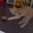 Il gattino sfida una minacciosa patata, chi vincerà?