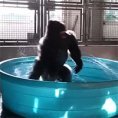 Il gorilla che balla in piscina migliorerà la vostra giornata