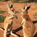 Due piccoli canguri giocano tra loro, sono davvero adorabili!