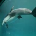 Il delfino nuota nervoso, ciò che sta per accadere è un vero miracolo