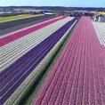 Tutto lo spettacolo dei fiori in Olanda come non li avete mai visti