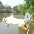 Una mucca prova ad insegnare ad un uomo a nuotare