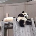 I panda più divertenti di sempre: la compilation