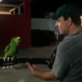 Un uomo inizia a suonare la chitarra, il pappagallo duetta con lui
