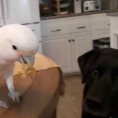 Il pappagallo fa mangiare il suo amico cane