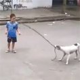 Questo cane è un perfetto compagno di giochi