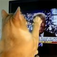 Ecco la reazione del gatto durante un comizio di Donald Trump