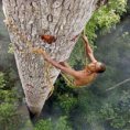 Un uomo si arrampica su un albero di 40 metri, ecco perchè...