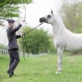 Un uomo e il suo elegante cavallo, un'intesa incredibile