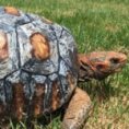 Una tartaruga viene salvata grazie all'aiuto della tecnologia