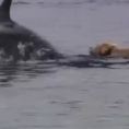 Un labrador ed un delfino nuotano ogni giorno insieme