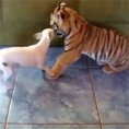 Un cucciolo di tigre gioca con un cane: guardate che dolcezza!