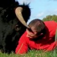 Un ex toro da corrida diventa il suo migliore amico