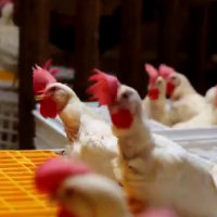 1500 galline liberate da una fabbrica aprono le ali per la prima volta