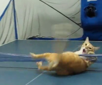 Gatto non rispetta regole del ping pong