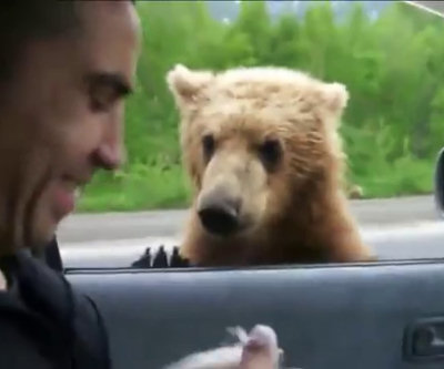 Orso domanda cibo per strada