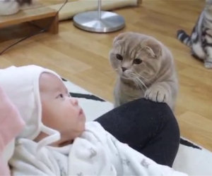 Il neonato viene portato a casa, ecco come reagiscono questi 5 gatti