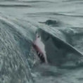 Cinque squali affamati mangiano la carcassa di una balena